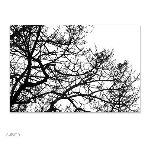 Simple modern image of tree branches. You may order the print in different composition. As shown below, is Triptych. art, canvas, print